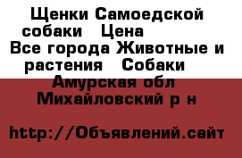 Щенки Самоедской собаки › Цена ­ 25 000 - Все города Животные и растения » Собаки   . Амурская обл.,Михайловский р-н